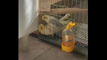 Metendo firme na piriquita