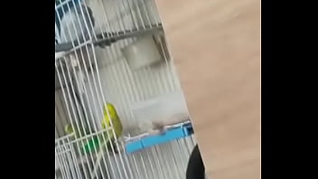 Alface pego na rapidinha com uma piriquita gostosa demais muito linda