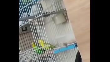 Alface pego na rapidinha com uma piriquita gostosa demais muito linda