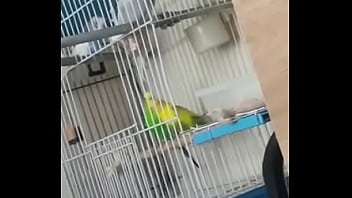 Alface pego na rapidinha com uma piriquita gostosa demais muito linda