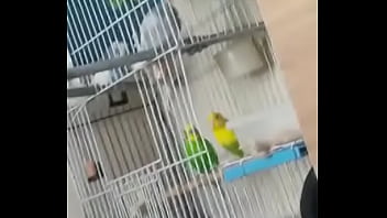 Alface pego na rapidinha com uma piriquita gostosa demais muito linda