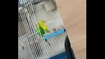 Alface pego na rapidinha com uma piriquita gostosa demais muito linda