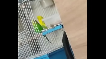 Alface pego na rapidinha com uma piriquita gostosa demais muito linda