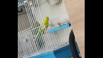 Alface pego na rapidinha com uma piriquita gostosa demais muito linda