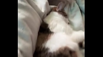 The struggle is real you know that #catmom #cat #cats #kitten #feline