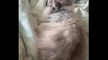 The struggle is real you know that #catmom #cat #cats #kitten #feline