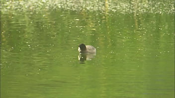 Lauren phoenix gets fucked by the pond