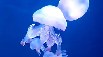 Vagabunda Puteiro thumbnail