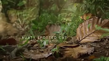 Pepitogalaxy chat content #127 videoplayback small may 16 2024