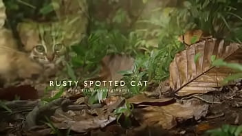 Pepitogalaxy chat content #127 videoplayback small may 16 2024