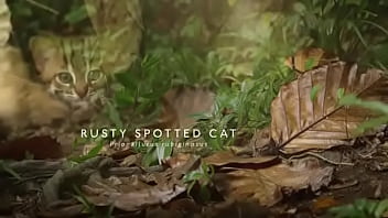 Pepitogalaxy chat content #127 videoplayback small may 16 2024