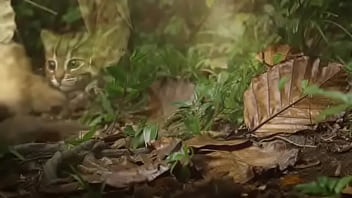 Pepitogalaxy chat content #127 videoplayback small may 16 2024