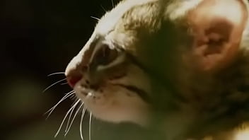 Pepitogalaxy chat content #127 videoplayback small may 16 2024