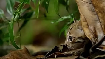 Pepitogalaxy chat content #127 videoplayback small may 16 2024