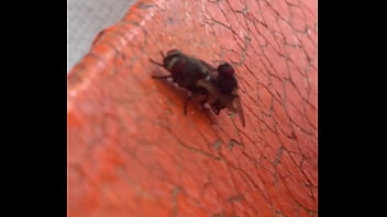 Moscas Fodendo Gostoso thumbnail