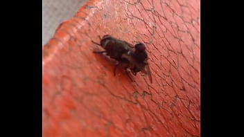 Moscas fodendo gostoso