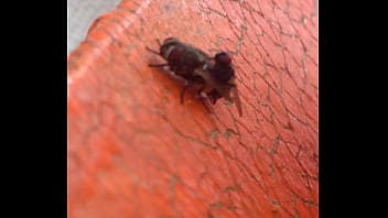 Moscas fodendo gostoso