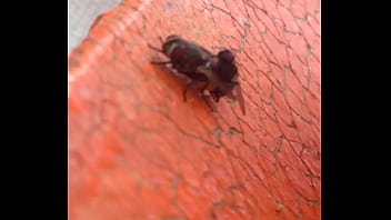 Moscas fodendo gostoso