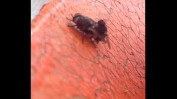 Moscas Fodendo Gostoso thumbnail