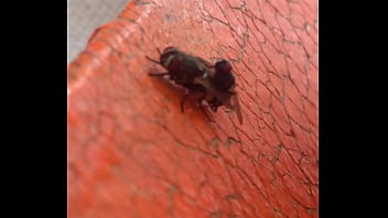 Moscas fodendo gostoso