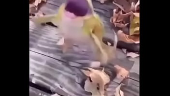 Sapo safado dando mortal