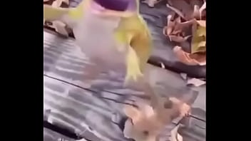 Sapo safado dando mortal