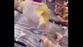 Sapo safado dando mortal