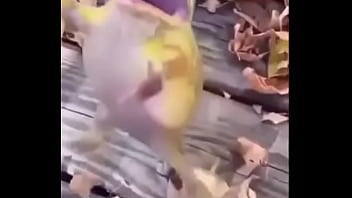 Sapo safado dando mortal