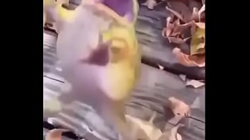 Sapo safado dando mortal