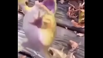 Sapo safado dando mortal