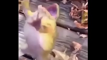 Sapo safado dando mortal