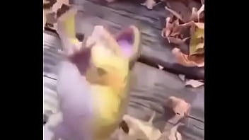 Sapo safado dando mortal