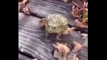 Sapo safado dando mortal