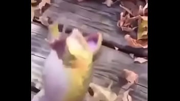 Sapo safado dando mortal