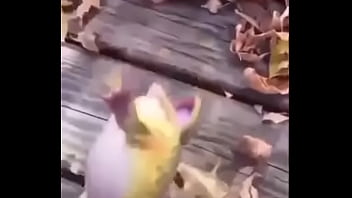 Sapo safado dando mortal