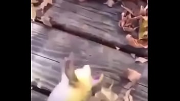 Sapo Safado Dando Mortal thumbnail