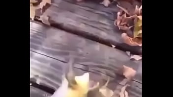 Sapo safado dando mortal