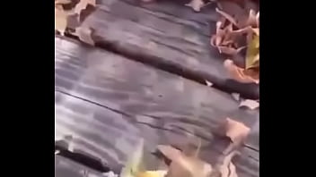 Sapo safado dando mortal