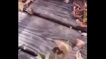 Sapo safado dando mortal