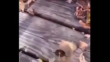 Sapo safado dando mortal