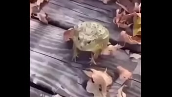 Sapo safado dando mortal