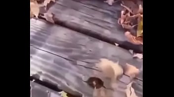 Sapo safado dando mortal