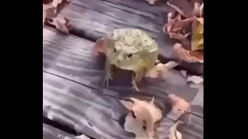 Sapo Safado Dando Mortal thumbnail