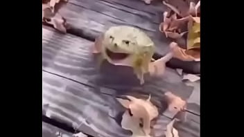 Sapo safado dando mortal