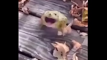 Sapo safado dando mortal