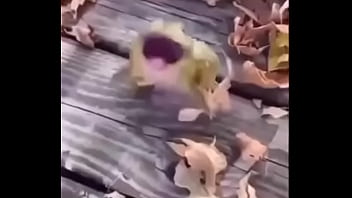 Sapo safado dando mortal