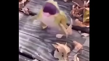 Sapo safado dando mortal