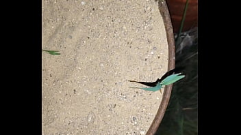 Chastity key burried away