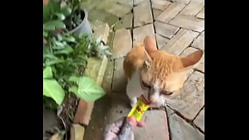 Not a crazy cat lady triying to make cat friends here d