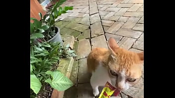 Not A Crazy Cat Lady Triying To Make Cat Friends Here D thumbnail